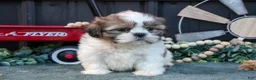 Shih Tzu dogs for sale: Melanie - Ad 3