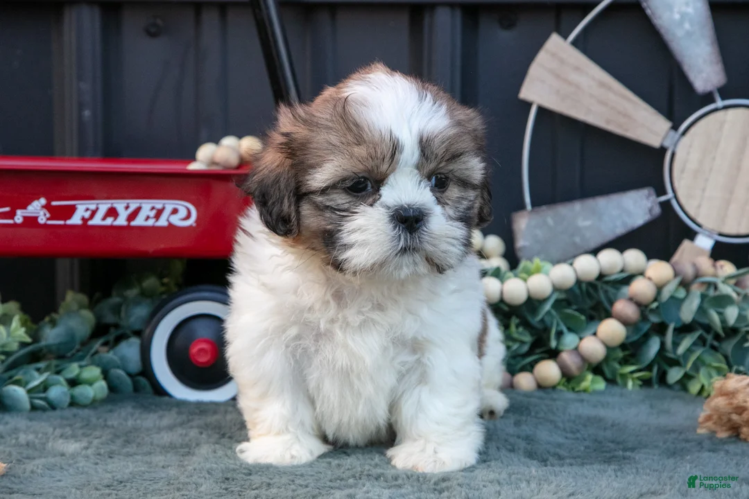 Shih Tzu dogs for sale: Melanie - Ad 3