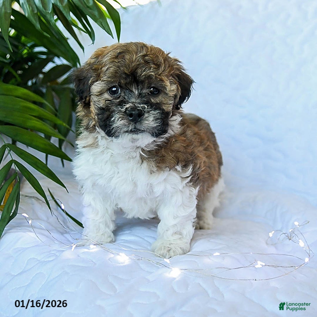 Mixed Breed dogs for sale: Cheddar - Ad 3