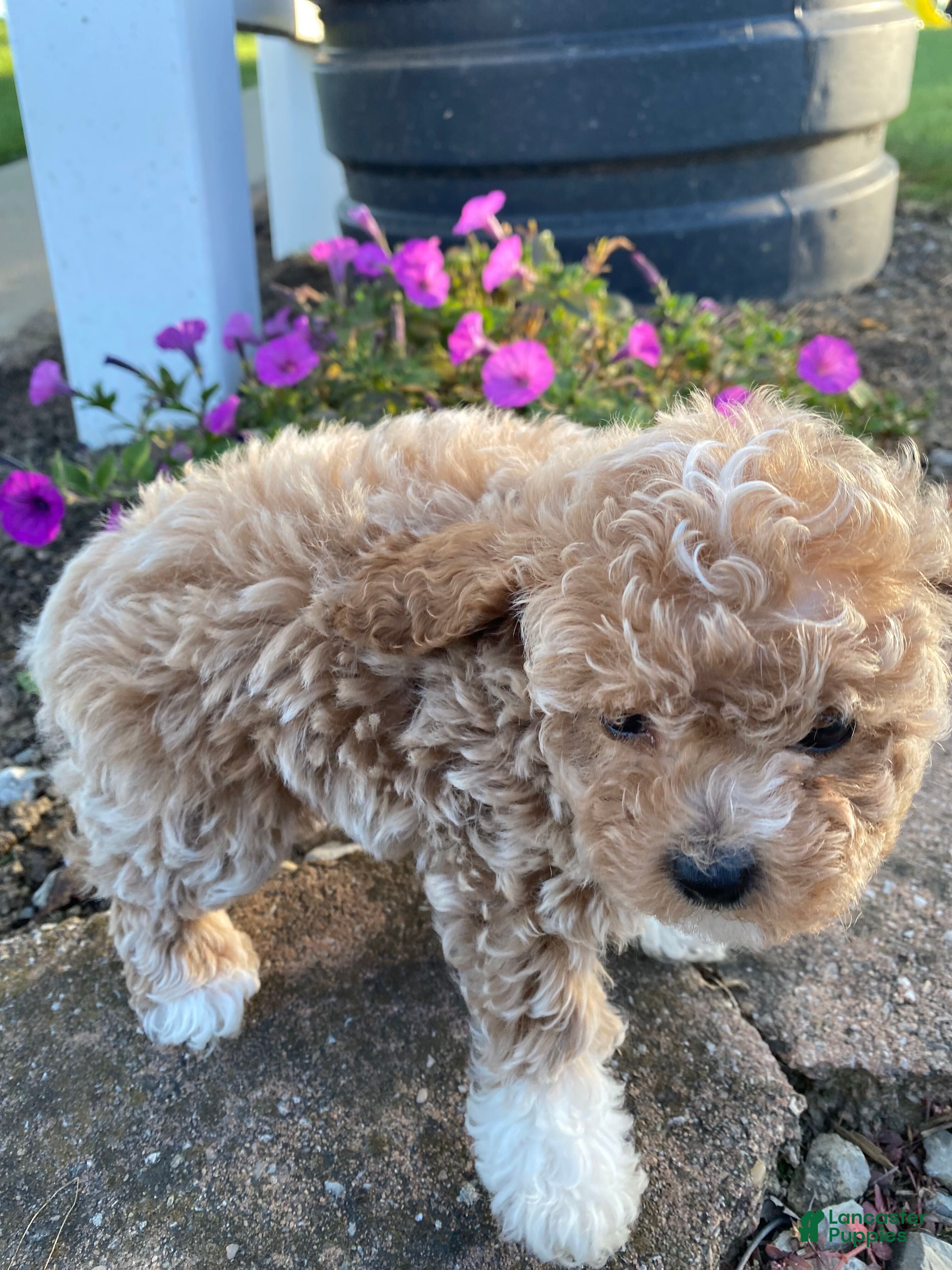 Cavapoo dogs Tonya - Ad 2