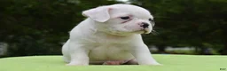 Mixed Breed dogs for sale: Milo f1b Frenchton hybrid  - Ad 17