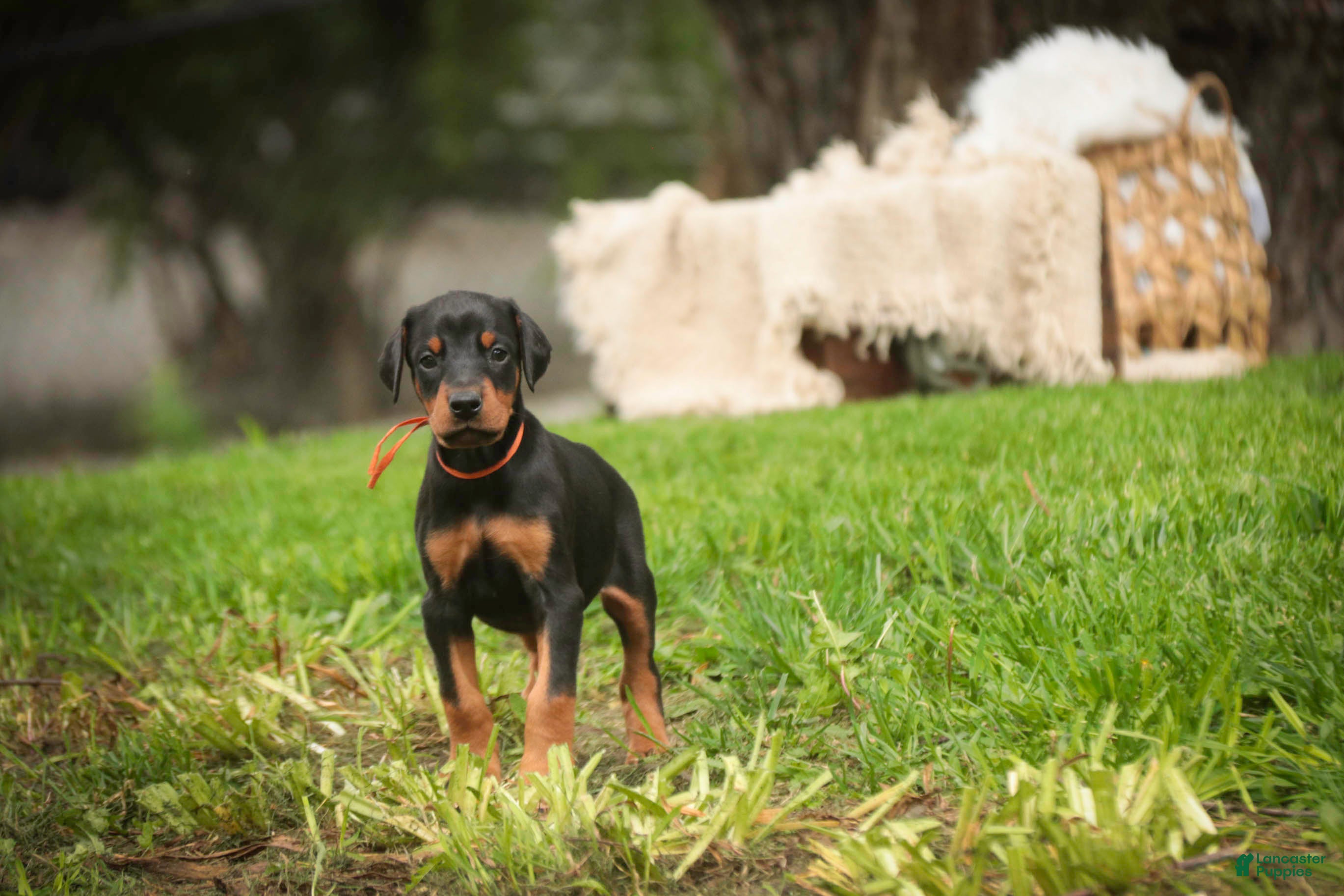 Doberman Pinscher dogs for sale: Isadora - Ad 6