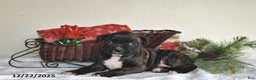 Boxer dogs for sale: Barbie - Ad 1