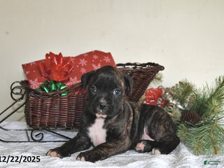 Boxer dogs Barbie - Ad 8