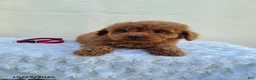 Miniature Poodle dogs for sale: Goby - Ad 6