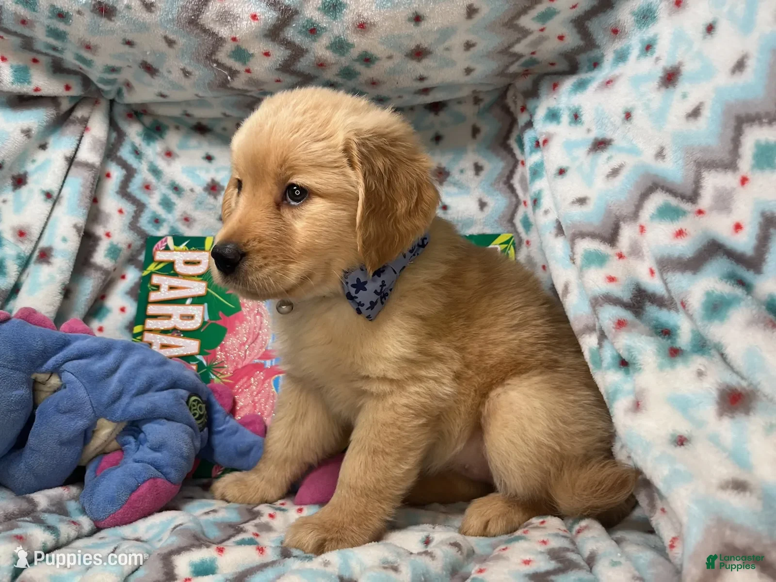 Golden Retriever dogs Lady Gya  - Ad 10