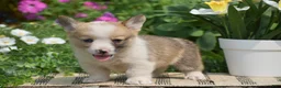 Welsh Corgi Pembroke dogs for sale: Clifford - Ad 6