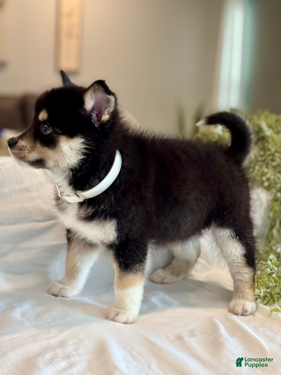 Pomsky dogs for sale: Flash Pomsky Puppy 1 - Ad 9