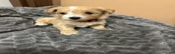 Maltipoo dogs for sale: Maltipoo 5 - Ad 2