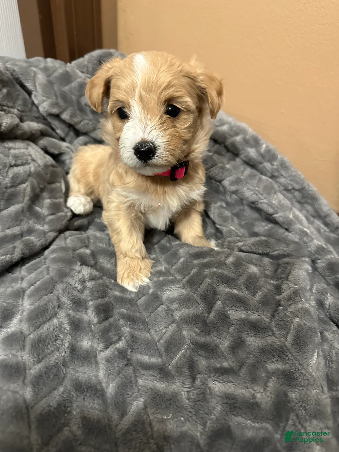 Maltipoo dogs for sale: Maltipoo 5 - Ad 2