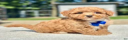 Maltipoo dogs for sale: Chase  - Ad 7