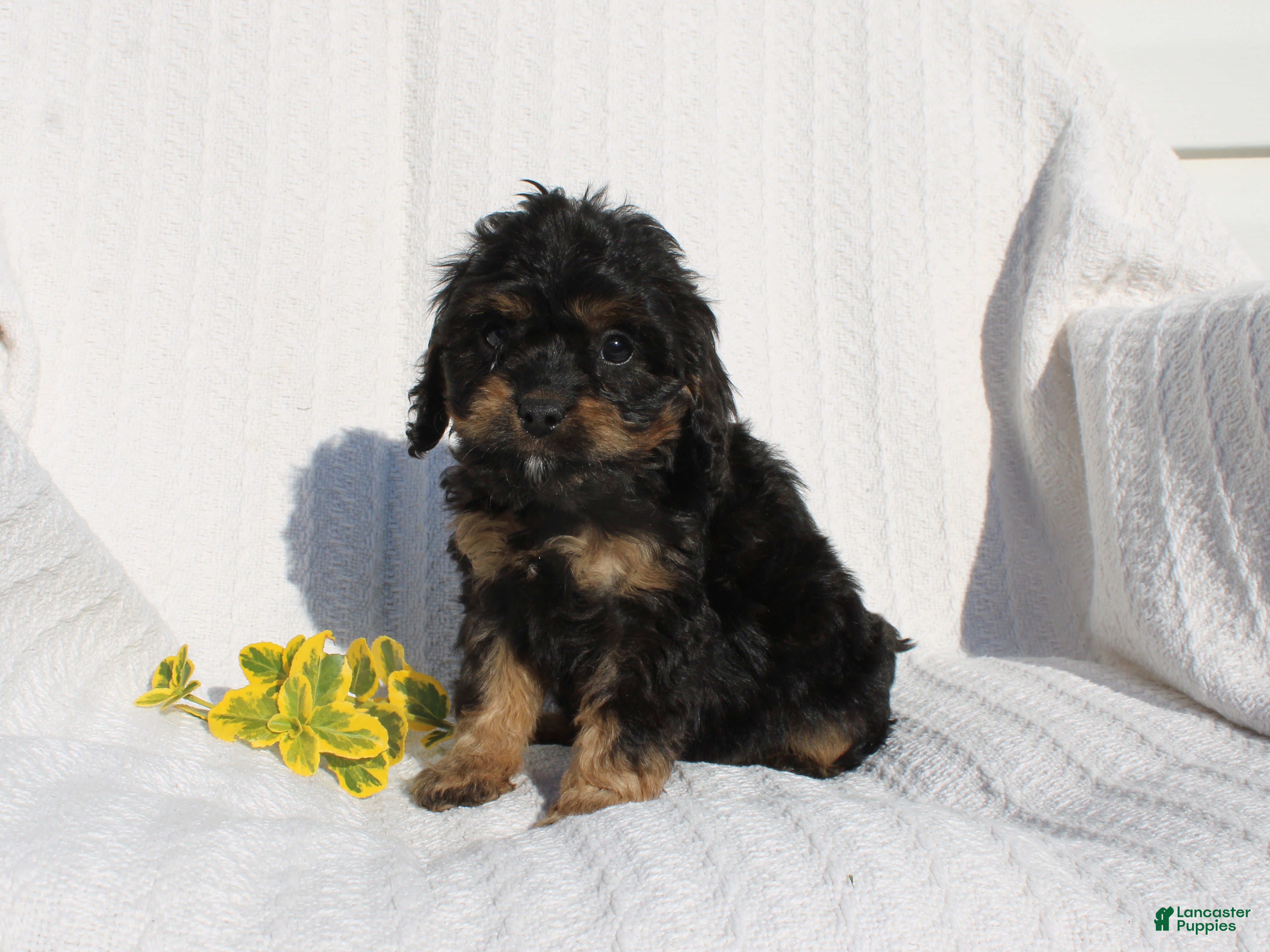 Cavapoo dogs for sale: Larry - Ad 2