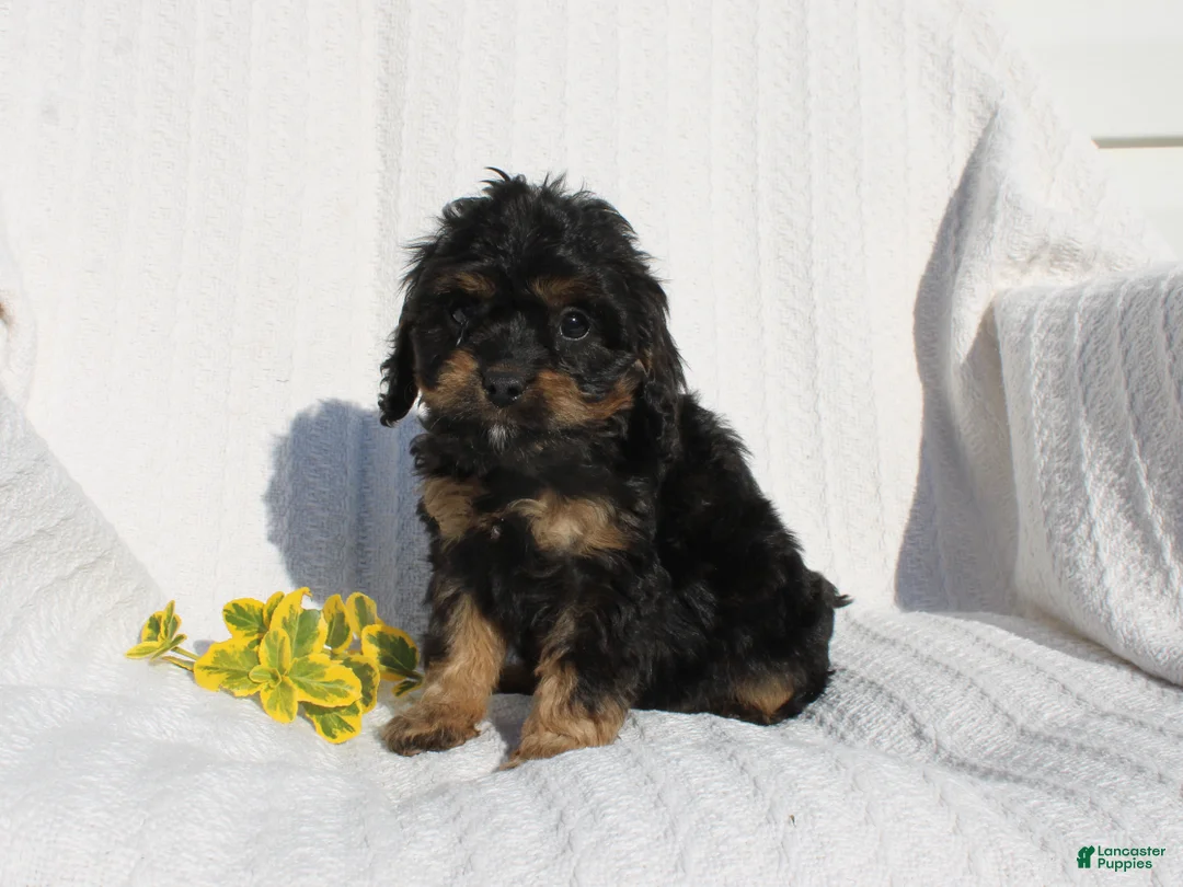 Cavapoo dogs for sale: Larry - Ad 2