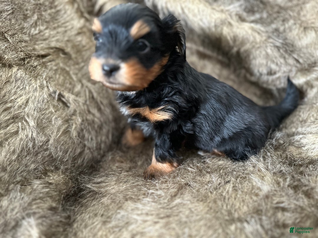 Shorkie dogs for sale: Luke - Ad 5