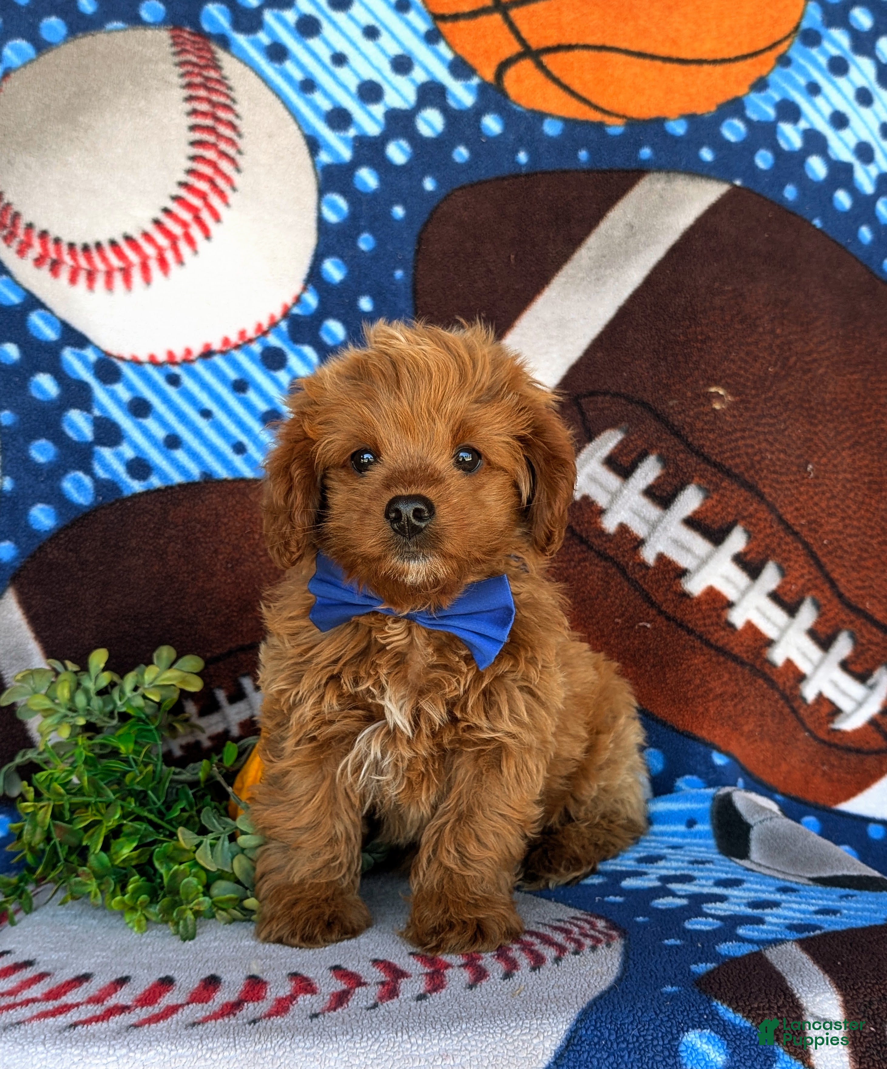 Cavapoo dogs for sale: Dale Hypoallergenic - Ad 3