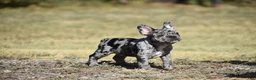 French Bulldog dogs for sale: French Bulldog 6 - Ad 3