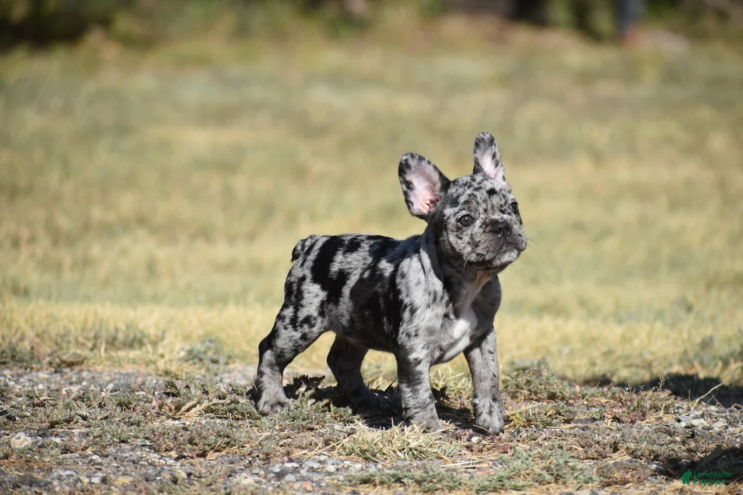 French Bulldog dogs for sale: French Bulldog 6 - Ad 3