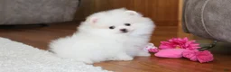 Pomeranian dogs for sale: Teacup Pamela - Ad 4