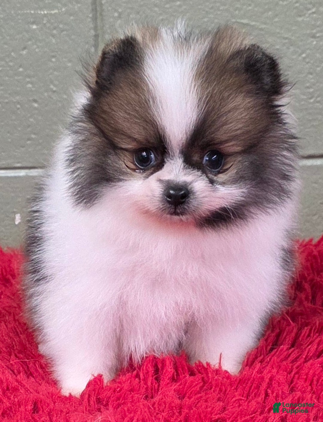 Pomeranian dogs for sale: Bits - Ad 3