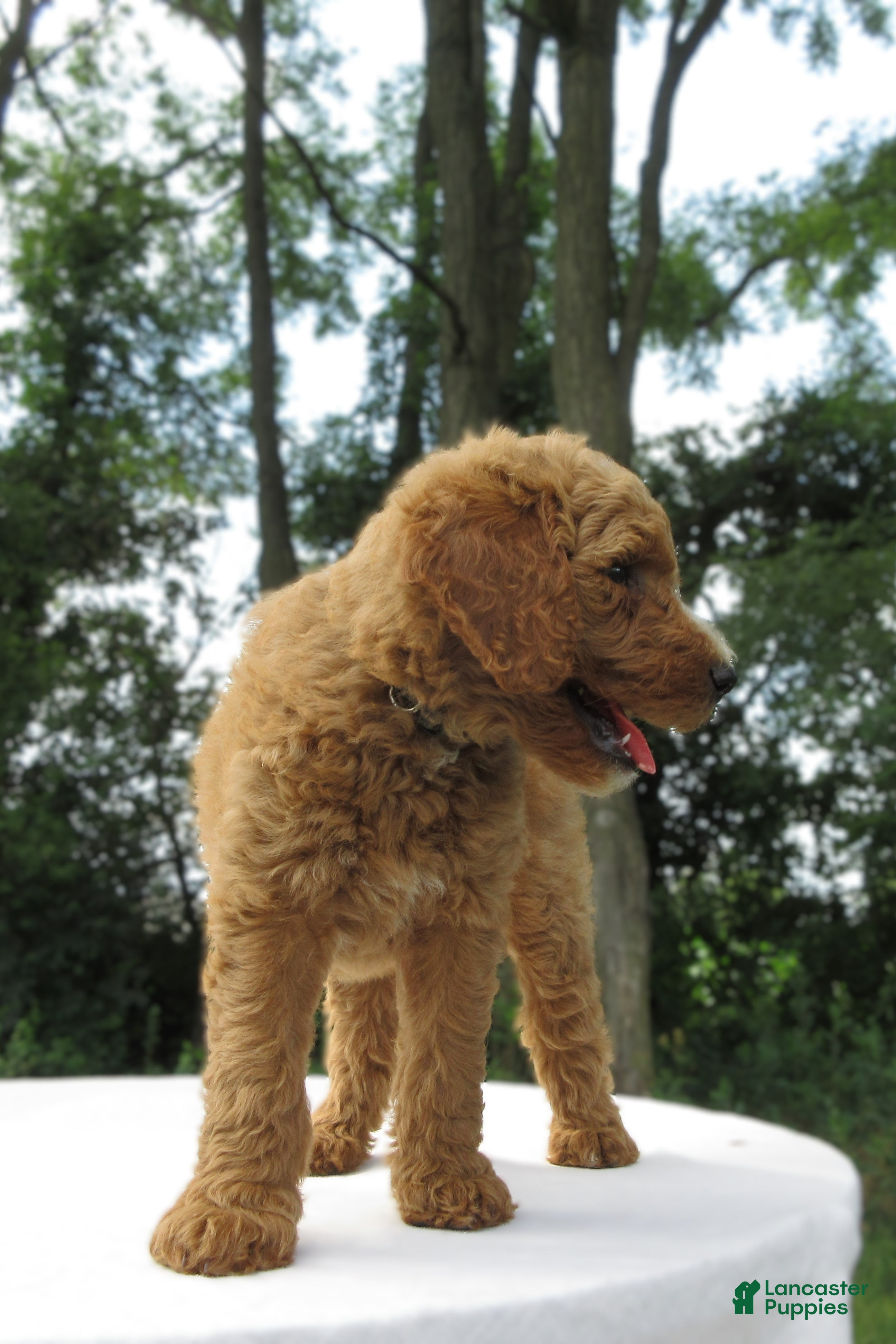 Goldendoodle dogs Ruby - Ad 2