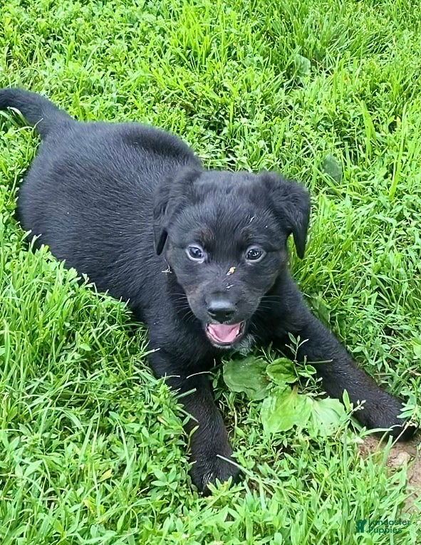 Mixed Breed dogs Sassy - Ad 2