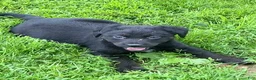 Mixed Breed dogs for sale: Sassy - Ad 2