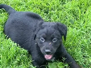 Mixed Breed dogs for sale: Sassy - Ad 1