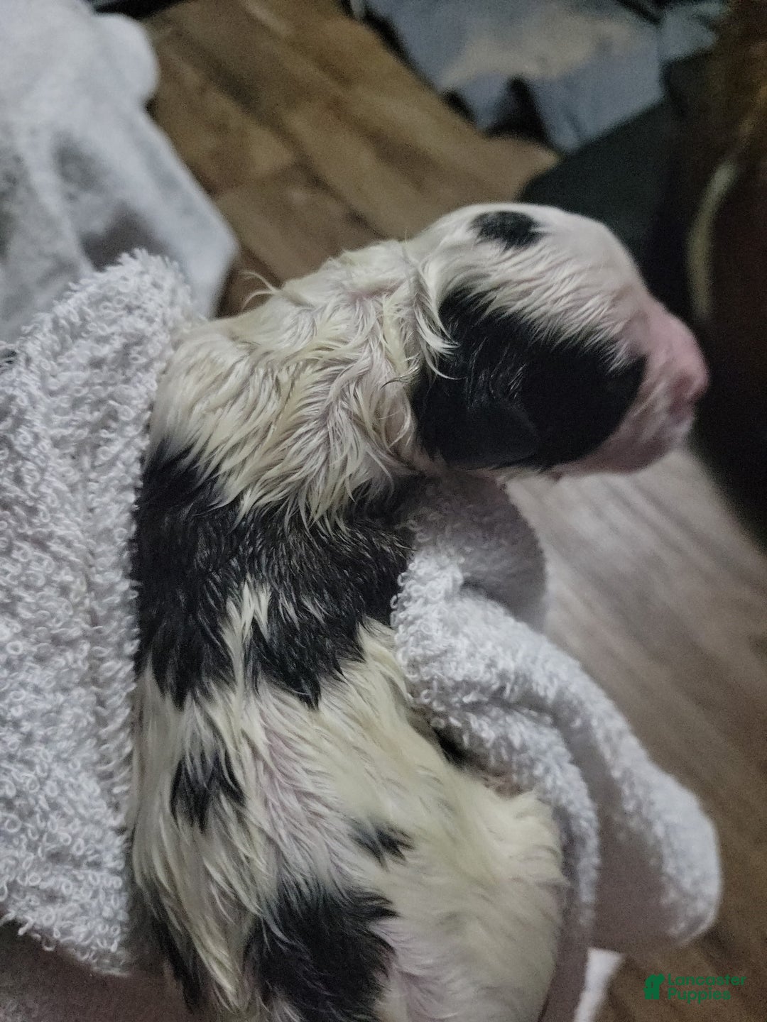 Saint Bernard dogs for sale: Puppy 9  - Ad 1