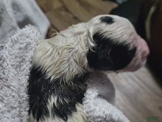 Saint Bernard dogs Puppy 9 - Ad 36