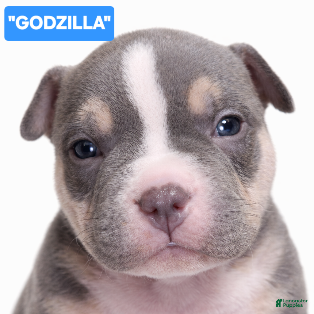 American Bully dogs Godzilla  - Ad 2