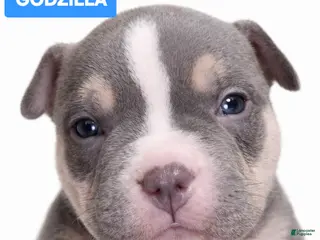 American Bully dogs Godzilla - Ad 2