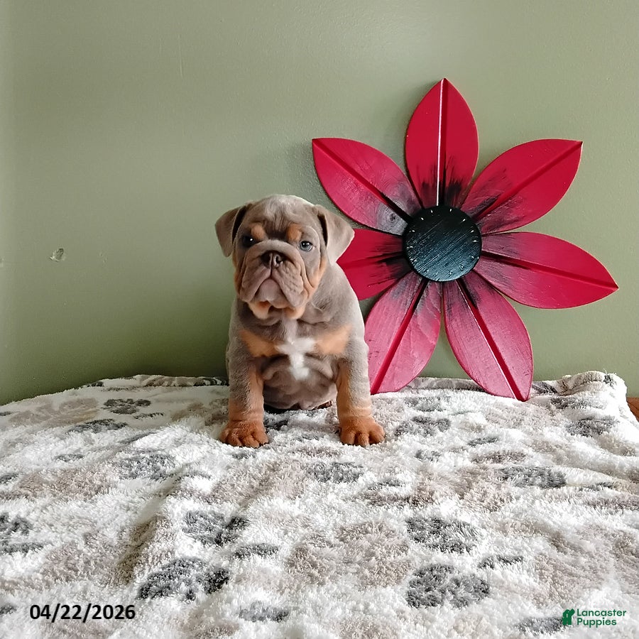 English Bulldog dogs Jackson - Ad 1