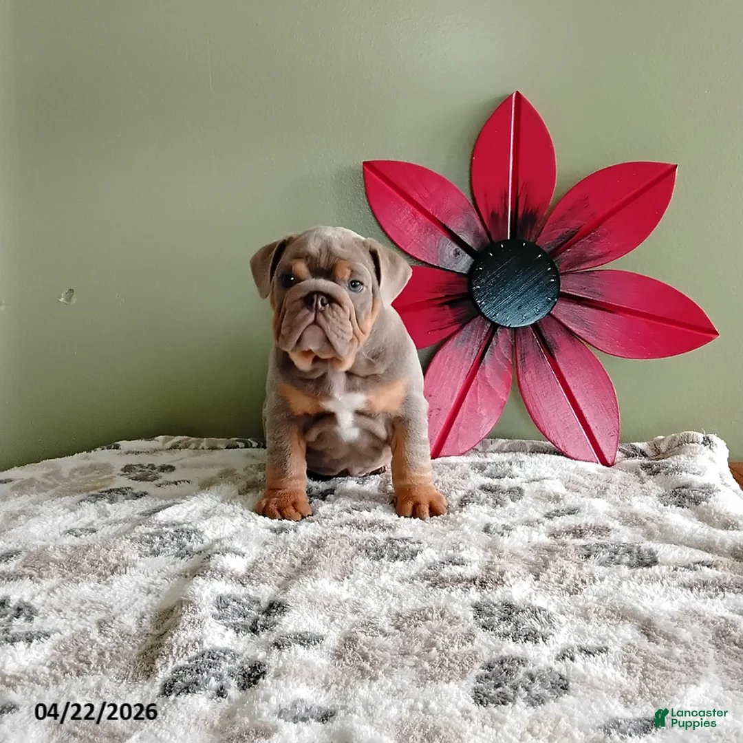 English Bulldog dogs for sale: Jackson - Ad 1