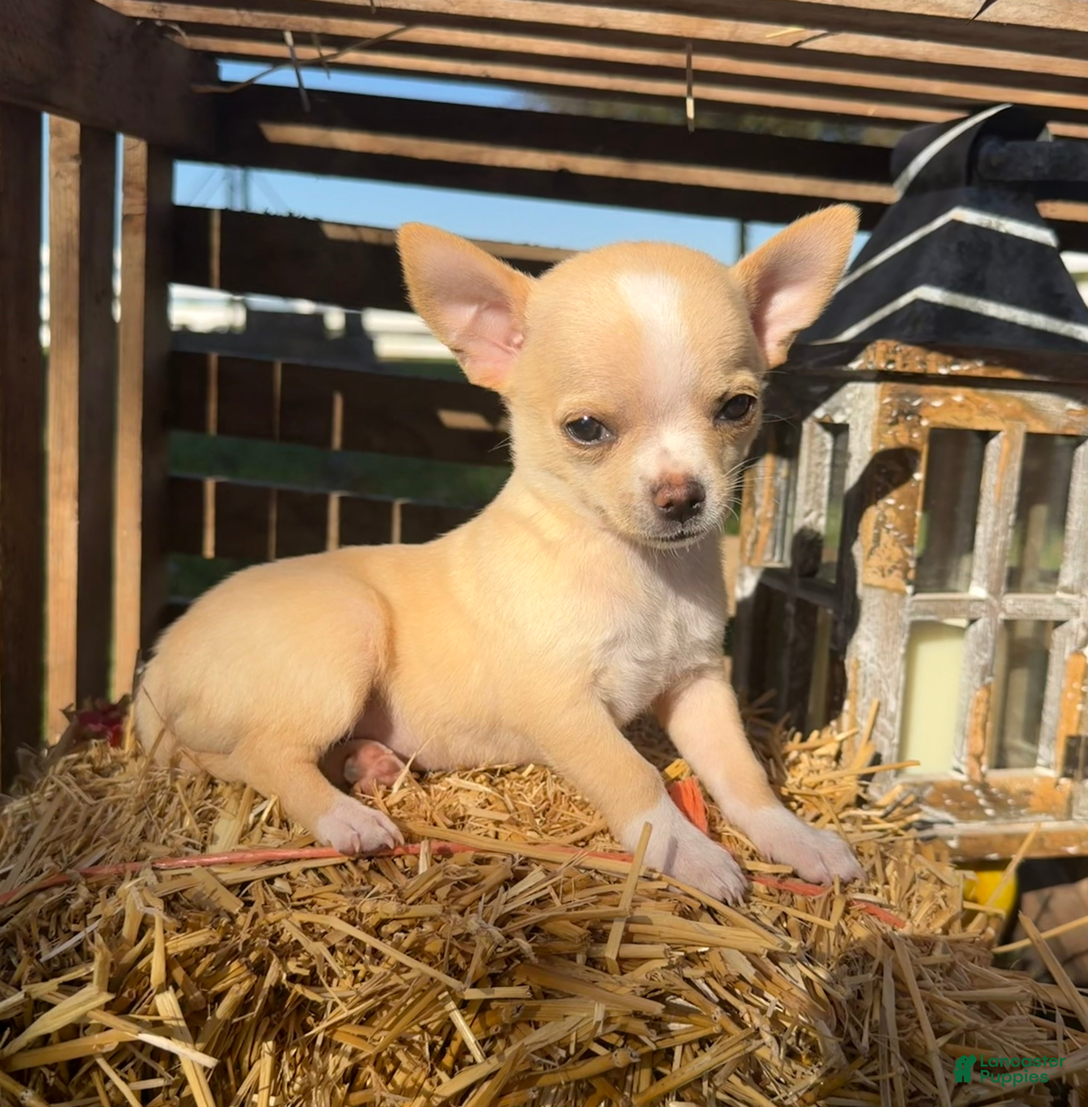 Chihuahua dogs for sale: Amber - Ad 1