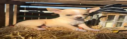 Chihuahua dogs for sale: Amber - Ad 1