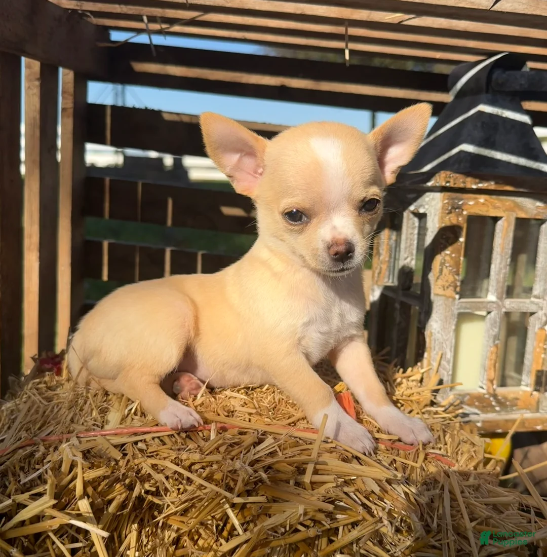 Chihuahua dogs for sale: Amber - Ad 1