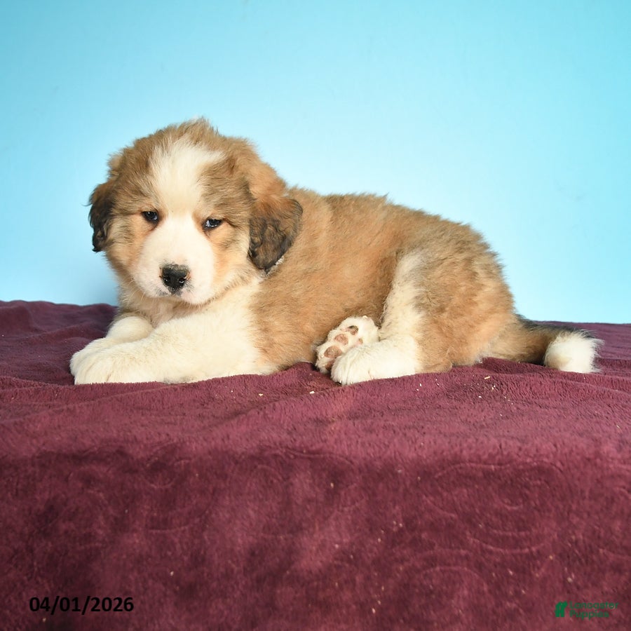 Mixed Breed dogs Candy - Ad 1
