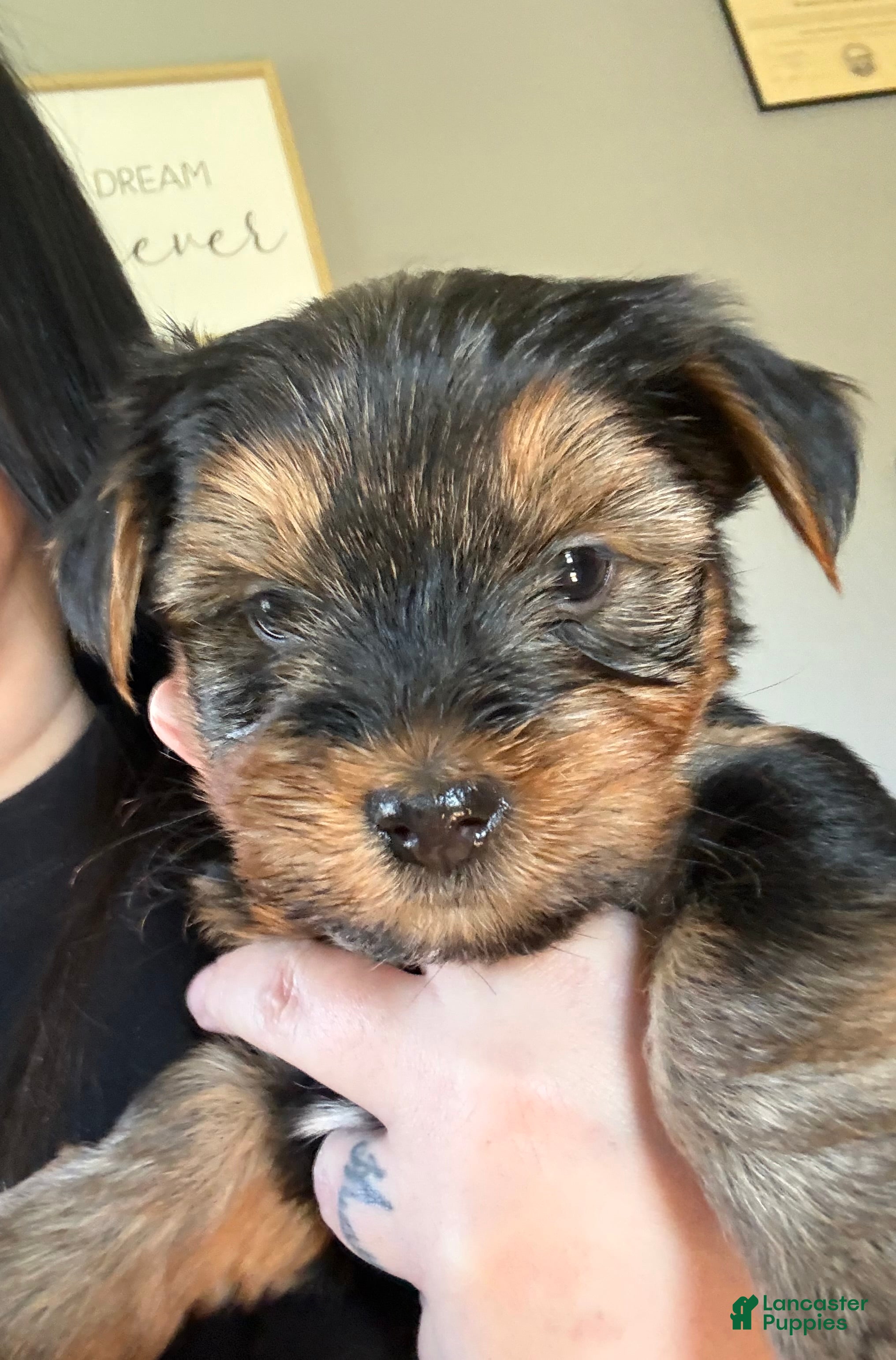 Yorkshire Terrier dogs Yorkshire Terrier Puppy 2 - Ad 40