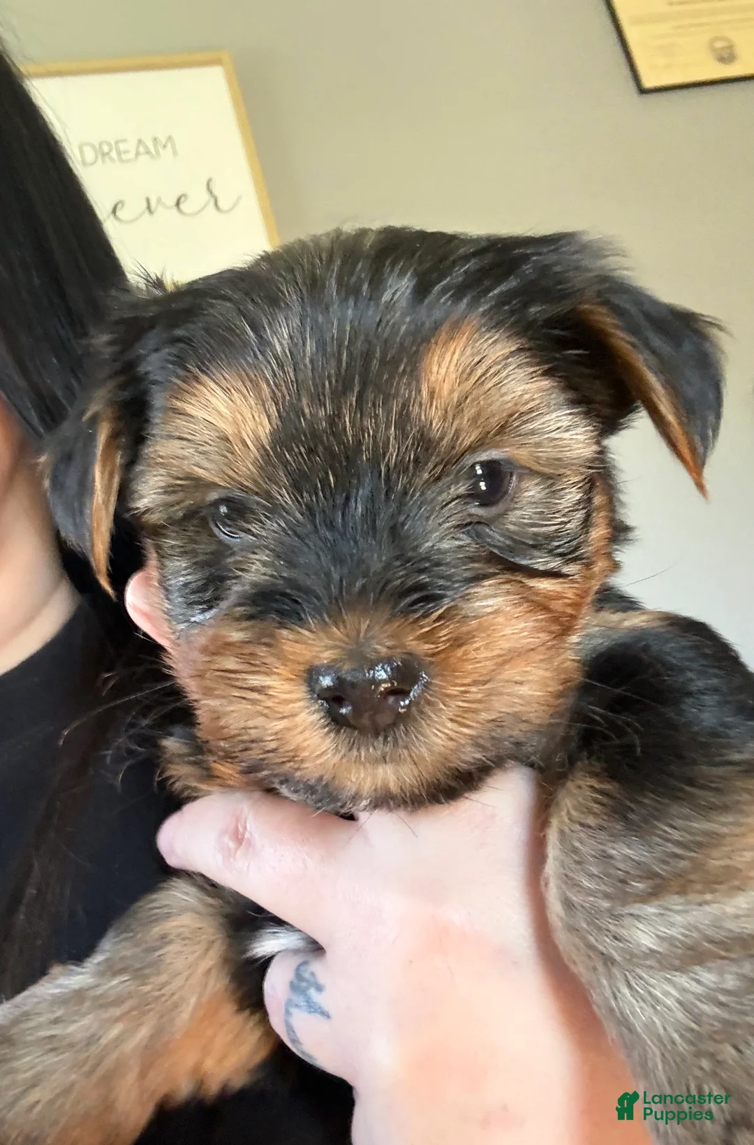 Yorkshire Terrier dogs for sale: Yorkshire Terrier Puppy 2 - Ad 1