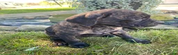 Cane Corso dogs for sale: Jenna - Ad 4