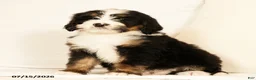 Bernedoodle dogs for sale: Dolly - Ad 7