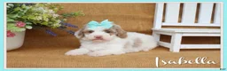 Cavapoo dogs for sale: Isabella - Ad 1