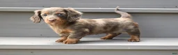 Miniature Dachshund dogs for sale: AKC Rowdy - Ad 5