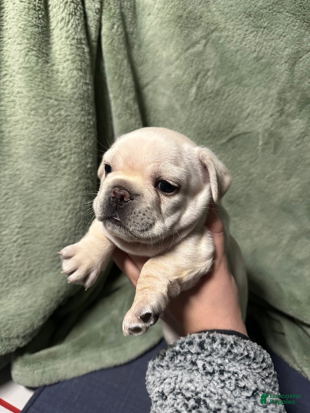 French Bulldog dogs for sale: Pierre - Ad 1