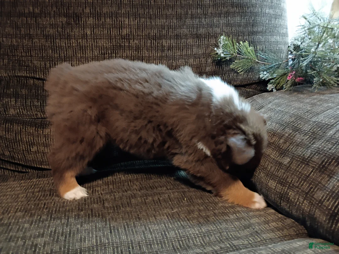 Australian Shepherd dogs for sale: Maverick - Ad 4