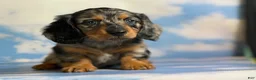 Miniature Dachshund dogs for sale: Akc Kirby LH OFA PRA clear chocolate carrier  - Ad 2