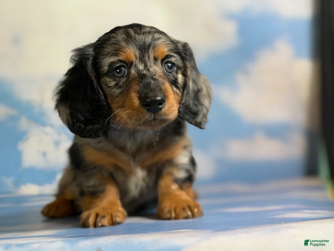 Miniature Dachshund dogs for sale: Akc Kirby LH OFA PRA clear chocolate carrier  - Ad 2