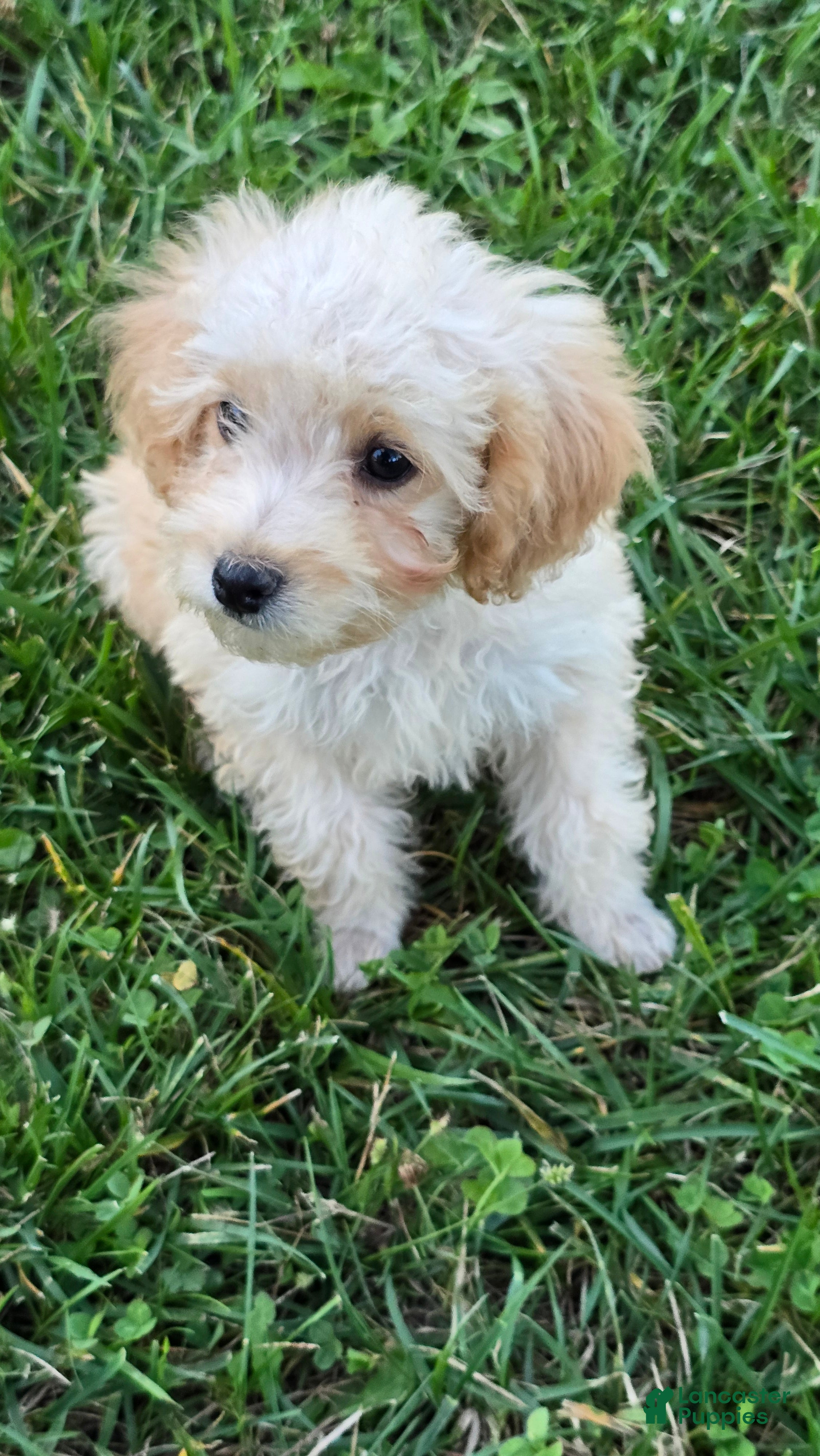 Toy Poodle dogs Milo - Ad 2