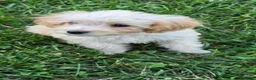 Toy Poodle dogs for sale: Milo - Ad 2