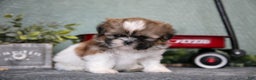 Shih Tzu dogs for sale: Hap - Ad 3